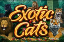 Exotic Cats MICROGAMING สล็อตโจ๊กเกอร์